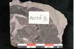 Foto (Objekt + Etikett) von Fagus wilkinsoni Ettingshausen (NHMW-GEO-2024-0188-10146b)